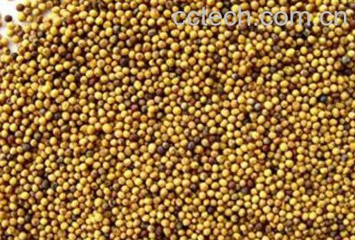 炒芥子的功效与作用-1