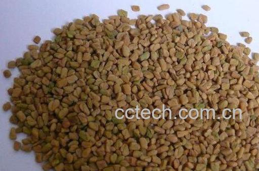 葶苈子的功效与作用及食用方法-0