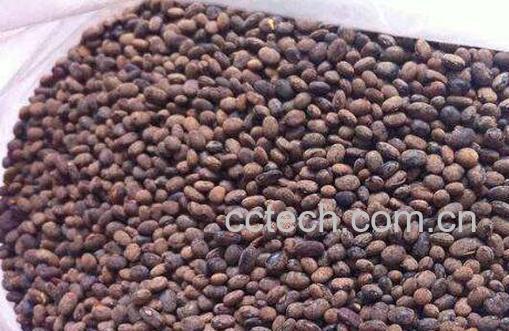 葶苈子的功效与作用及食用方法-1