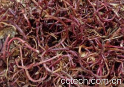 蜜紫菀的功效与作用及药用价值-1