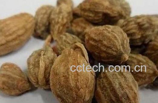 益智仁泡水喝的功效 益智仁泡水喝的副作用-1