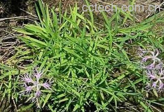 中药瞿麦的功效与作用及药用价值-0