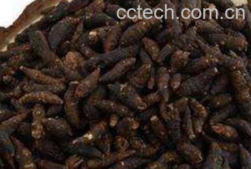 醋香附的作用与功效及食用方法-1