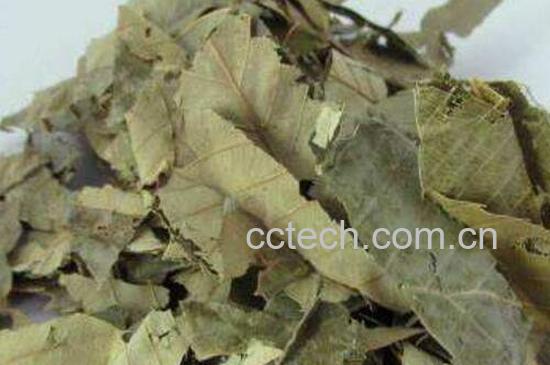 洋火叶的功效与作用-0