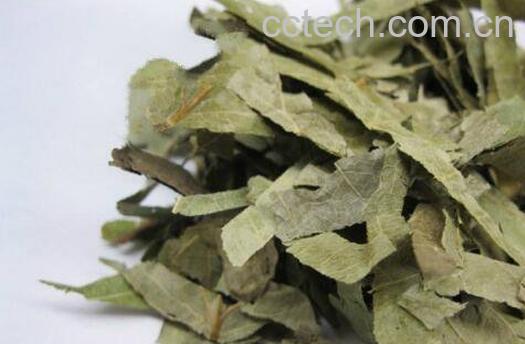 洋火叶的功效与作用-1