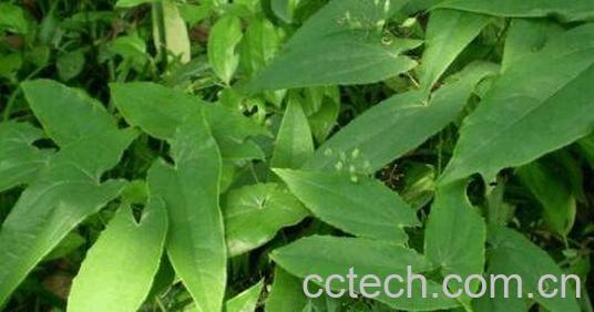 霪羊藿的功效与副作用-0