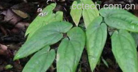 霪羊藿的功效与副作用-1