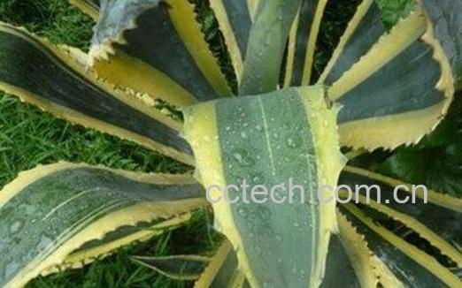 金边莲的功效与作用-0