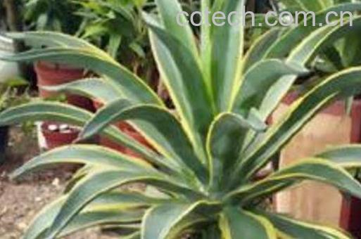 金边莲的功效与作用-1