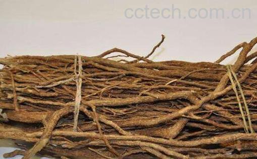 桐油树根的功效与作用及药用价值-0