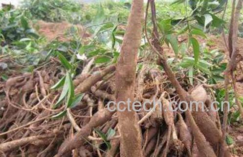 桐油树根的功效与作用及药用价值-1