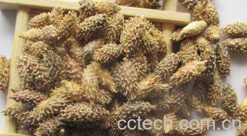 炒苍耳子的功效与作用及药用价值-1