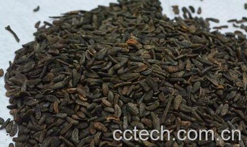 炒牛蒡子的作用与功效及药用价值-0