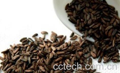 炒牛蒡子的作用与功效及药用价值-1