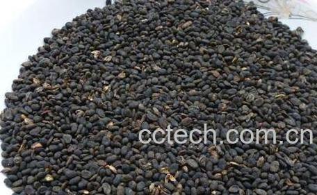 盐补骨脂的功效与作用-0