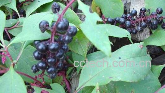 商陆的功效与作用有哪些-0