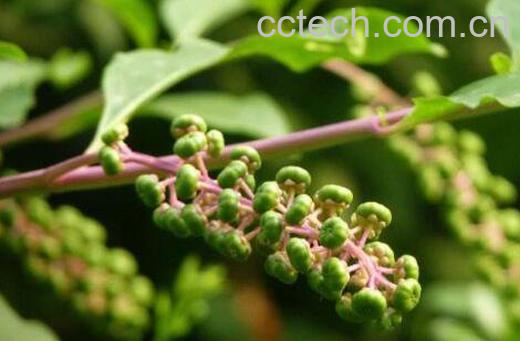 商陆的功效与作用有哪些-1