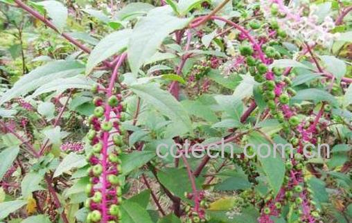 商陆怎么使用 商陆如何治脚气-0