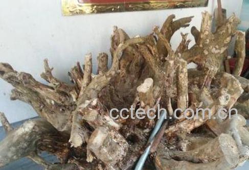 梧桐树根皮的作用与功效及药用价值-0