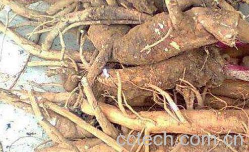 商陆怎么使用 商陆如何治脚气-1