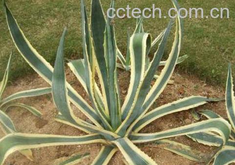 金边莲泡酒有什么功效-1