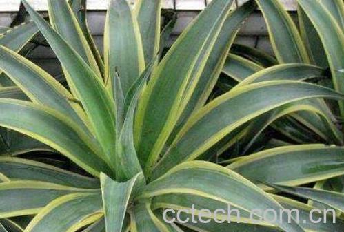 金边莲泡酒有什么功效-0