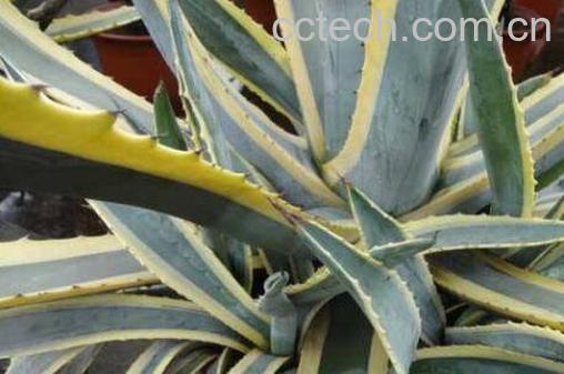 金边莲的药用价值与营养价值-0