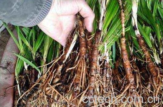 仙茅的功效与作用-0