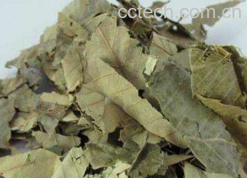 洋火叶的功效与作用及食用方法-0