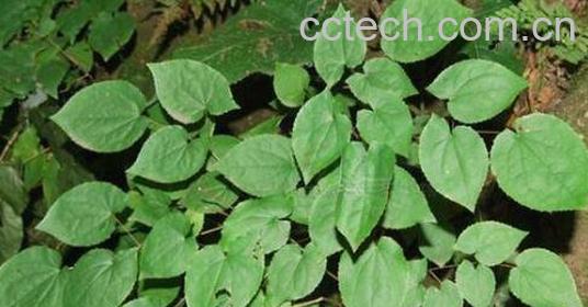 霪羊藿泡水喝的好处 霪羊藿泡水喝的副作用-0