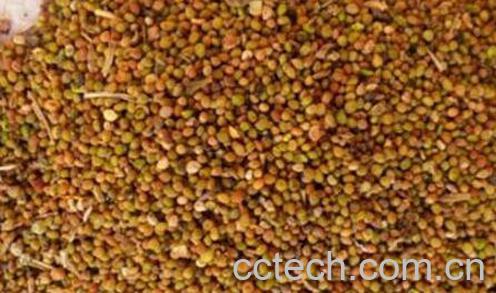 盐菟丝子的功效与作用及药用价值-1