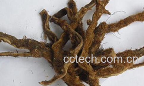 盐续断的功效与作用-1