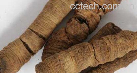 盐巴戟天的功效与作用-1