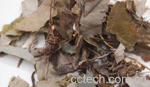 炙霪羊藿的功效与作用-1