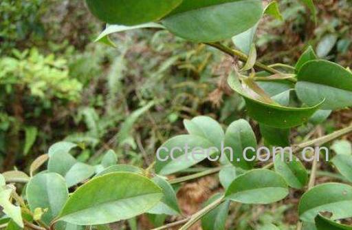 饿蚂蟥的功效与作用及药用价值-0