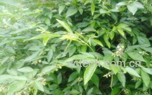 饿蚂蟥的功效与作用及药用价值-1