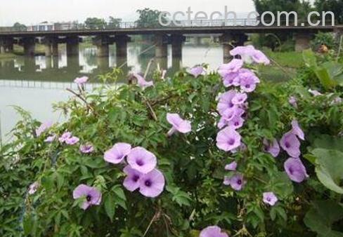 牵牛花种子的作用及药用价值-1