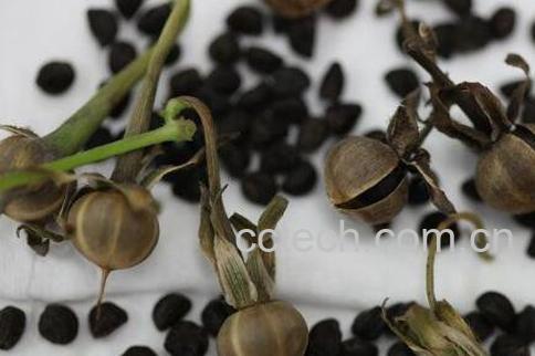 牵牛花种子的作用及药用价值-0