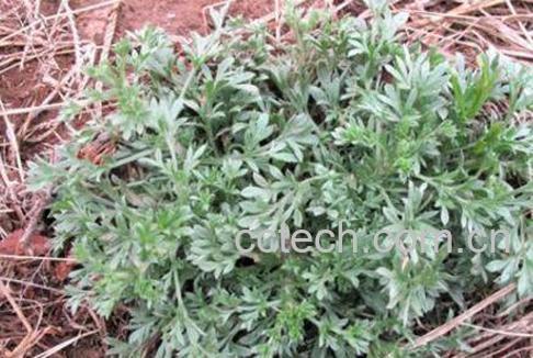 茵陈怎么吃效果最好 茵陈的吃法技巧-1