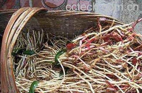 鱼腥草泡水喝的功效与作用-0