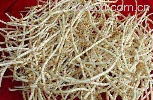 鱼腥草泡水喝的功效与作用-1