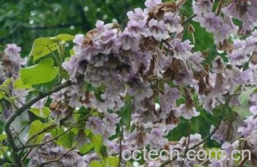 泡桐子的功效与药用价值	-0