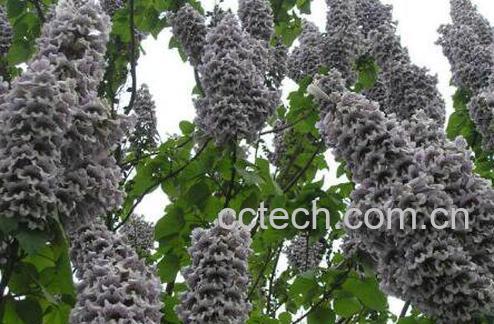 泡桐子的功效与药用价值	-1