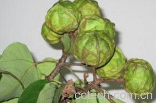 油桐籽的药用功效及常见用法-1