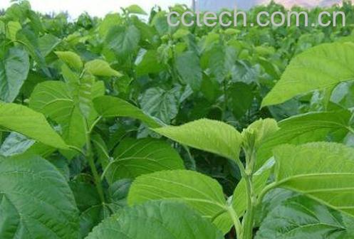 桑树叶的功效与作用-0