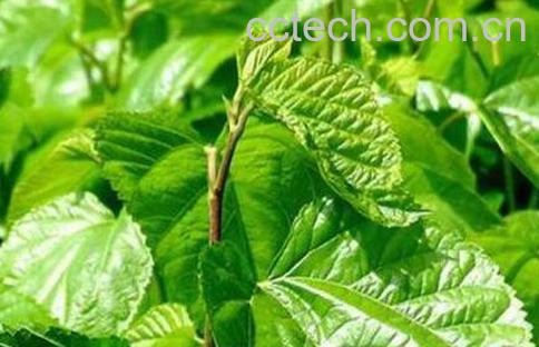 桑树叶的功效与作用-1