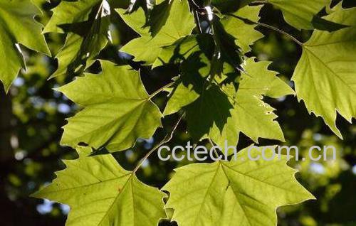 梧桐叶煮水什么功效 梧桐叶煮水能治什么病-0