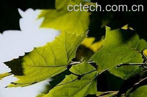 梧桐叶煮水什么功效 梧桐叶煮水能治什么病-1