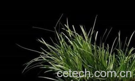 石菖蒲的功效与作用 石菖蒲能治什么病-0