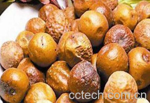 炒川楝子的功效与作用及药用价值-0